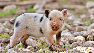 spotted piglet