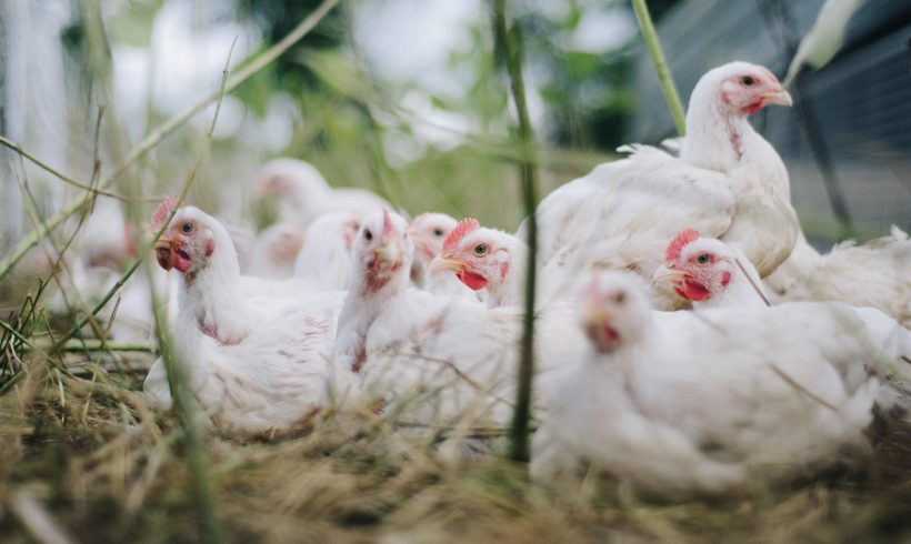 Biosecurity Resources Available for Educators
