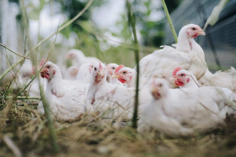 Biosecurity Resources Available for Educators
